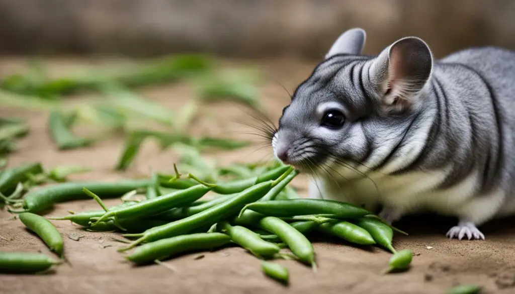 Can Chinchillas Eat Green Beans