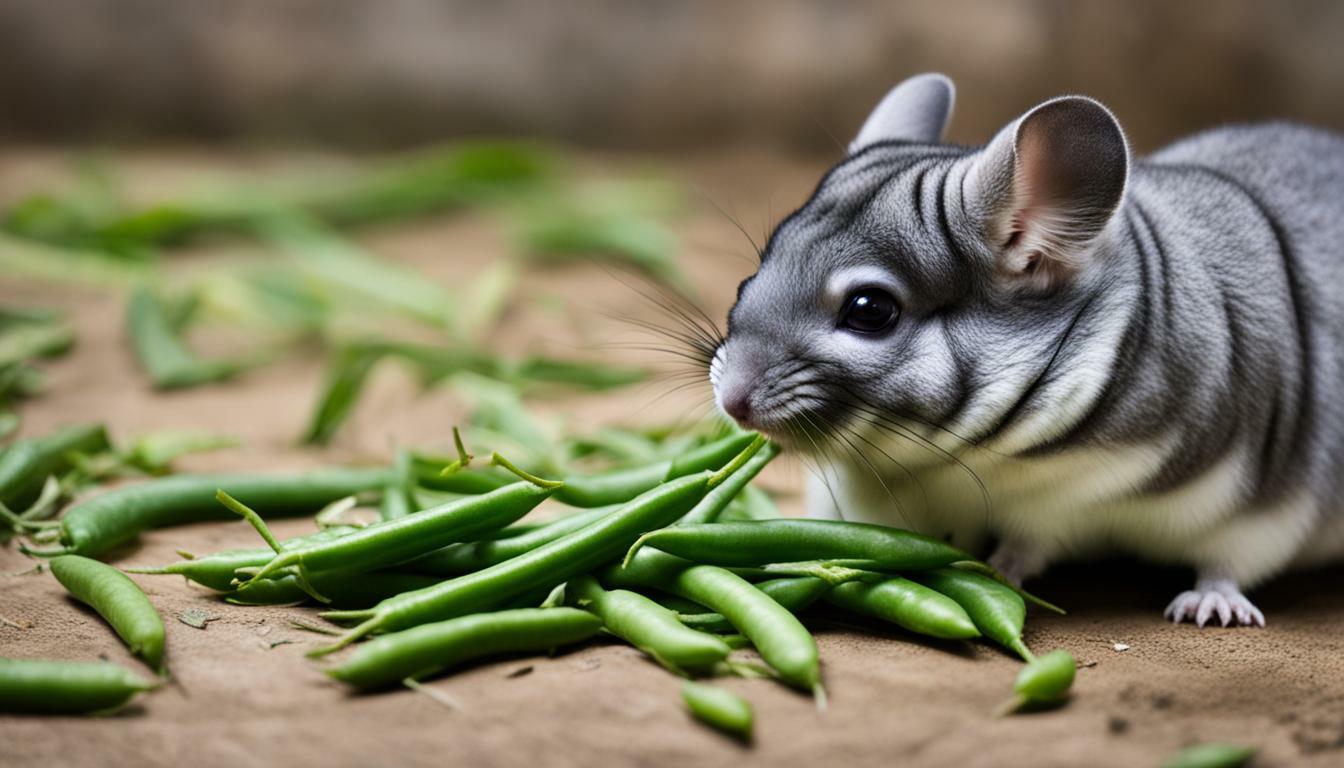 You are currently viewing Can Chinchillas Eat Green Beans?