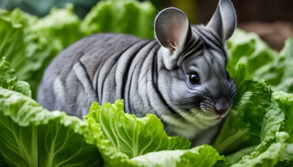 Can Chinchillas Eat Romaine Lettuce