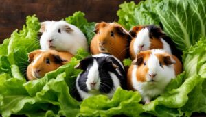 Read more about the article Can Guinea Pigs Eat Romaine Lettuce? Unearthing the Facts