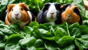 Read more about the article Can Guinea Pigs Eat Spinach? – Your Pet Nutrition Guide
